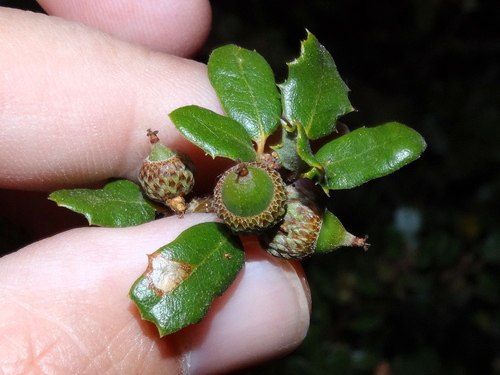 Nuttall's scrub oak