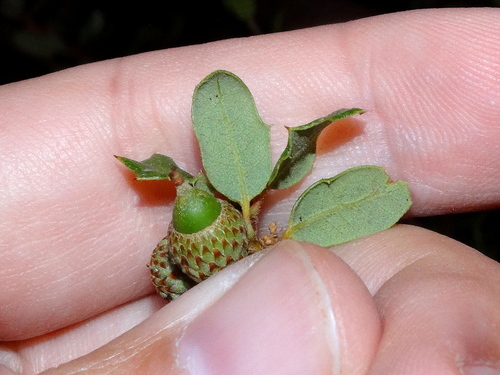 Nuttall's scrub oak
