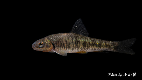 Thicklip Gudgeon