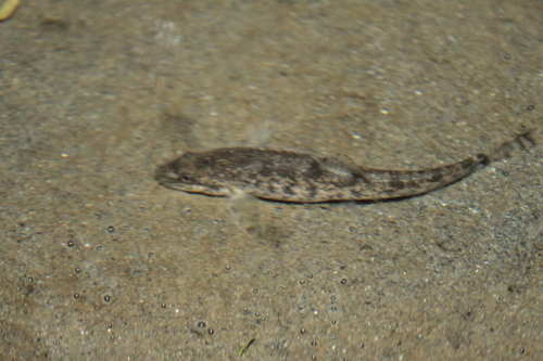 Stone Loach