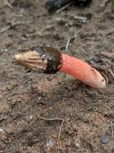 Wrinkly Stinkhorn
