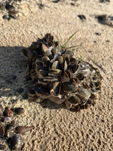 Golden Mussel