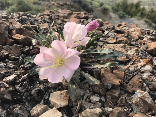 fragrant evening primrose