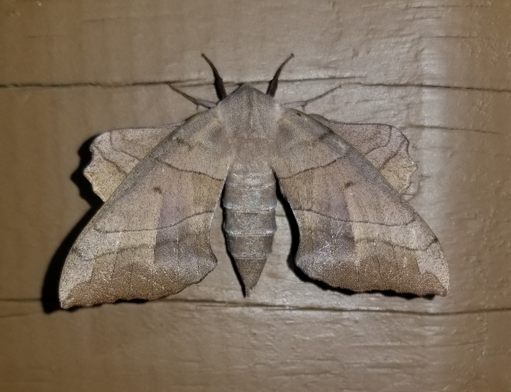 Walnut Sphinx from Fentress County, TN, USA on July 14, 2024 at 09:13 ...