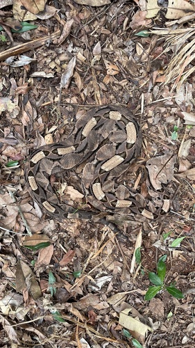 Gaboon Viper