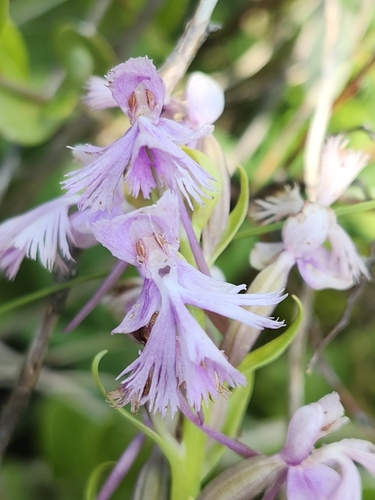 Platanthera X reznicekii