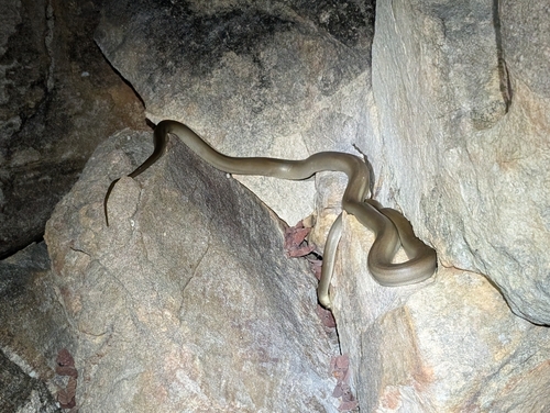 Olive Python sighting