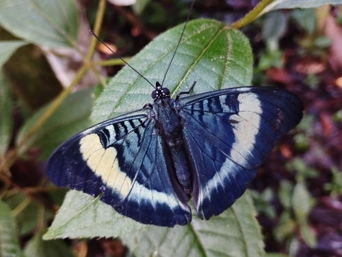 Panacea prola (Doubleday, 1848)