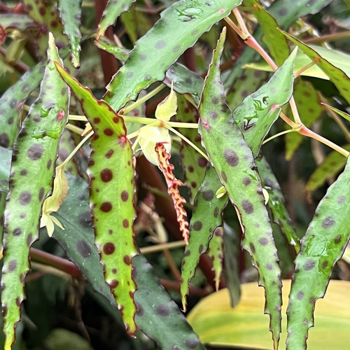 Red Butterfly Begonia (Begonia amphioxus)