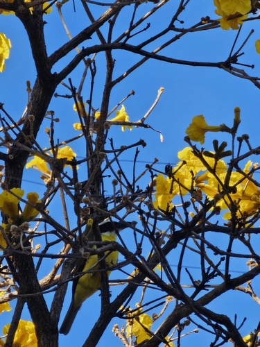 Great Kiskadee