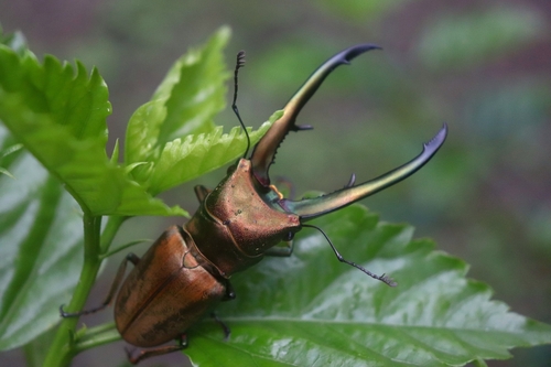 チュウホソアカクワガタ (Cyclommatus chewi) · iNaturalist