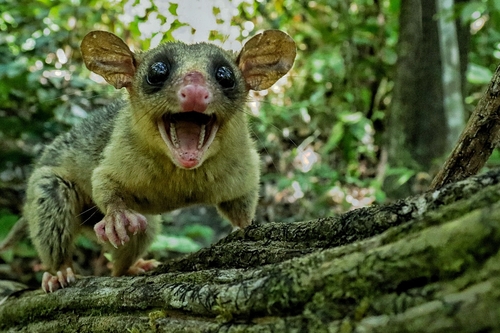 North-eastern Woolly Mouse Opossum