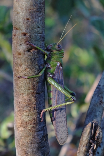 Violet-winged Grasshopper