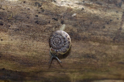 Coastal Plain Disk