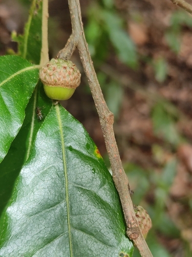 Quercus laurina