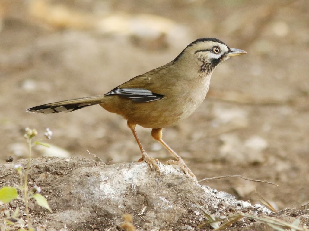 Moustached Laughingthrush photo