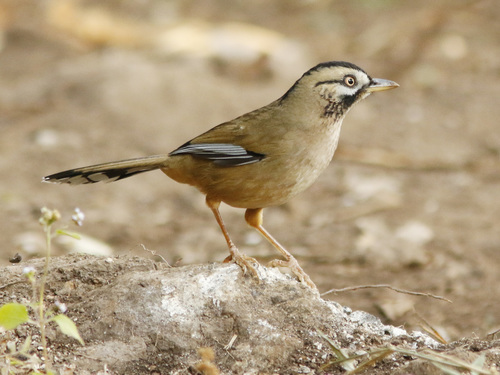 Moustached Laughingthrush