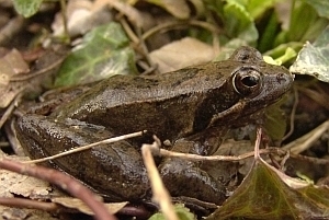 Talijanska smeđa žaba (Rana latastei)
