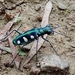 貝氏虎甲蟲 - Photo 由 Chien-Jen Wang 所上傳的 (c) Chien-Jen Wang，保留所有權利