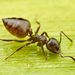 舉尾家蟻屬 - Photo 由 Philip Herbst 所上傳的 (c) Philip Herbst，保留所有權利
