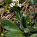 Fringed Rockcress - Photo (c) Anne, all rights reserved