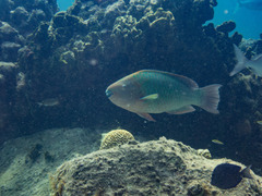 Rainbow parrotfish