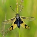 Libelloides longicornis - Photo (c) ruimvs, kaikki oikeudet pidätetään, lähettänyt ruimvs