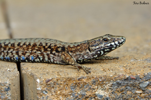 Podarcis muralis