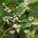 Trioza magnoliae - Photo (c) Jay L. Keller, כל הזכויות שמורות, הועלה על ידי Jay L. Keller