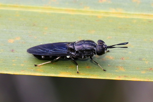 Hermetia sexmaculata · iNaturalist