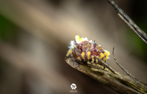 Longleg Bolas Spider