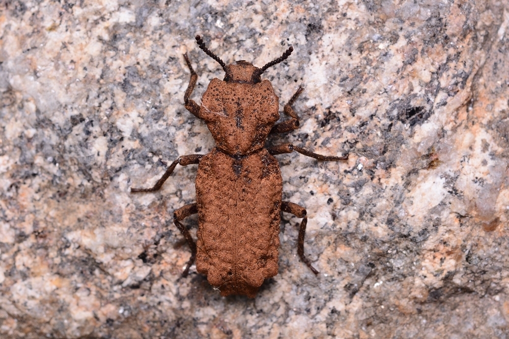Phellopsis Phellopsis amurensis from 대한민국 강원도 홍천군 on June 01, 2019 at 06:09 PM by ...
