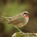 Siberian Rubythroat - Photo (c) Will Sweet, all rights reserved, uploaded by Will Sweet
