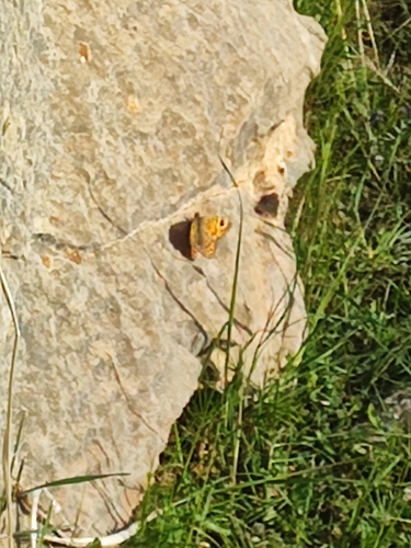Wall Brown