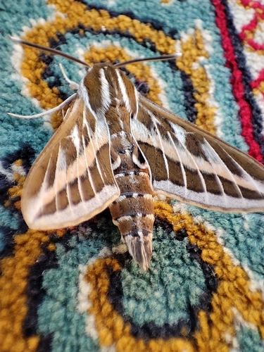 Striped Hawkmoth