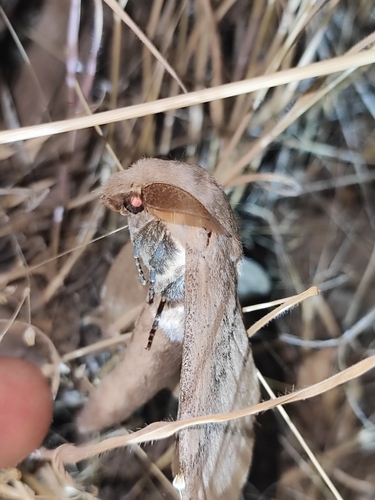 Pachypasa hausmanni