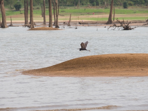Western Reef Heron