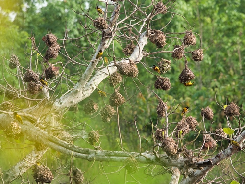 Village Weaver