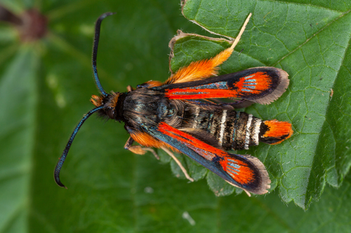 Pyropteron chrysidiforme (Esper, 1782)