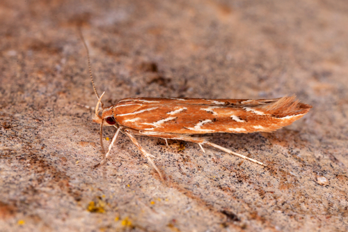 Pyroderces argyrogrammos Zeller, 1847