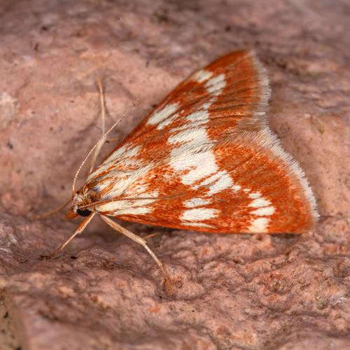 Epascestria pustulalis Hübner, 1823