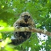 Rylands' Bald-faced Saki - Photo (c) Will Sweet, all rights reserved, uploaded by Will Sweet
