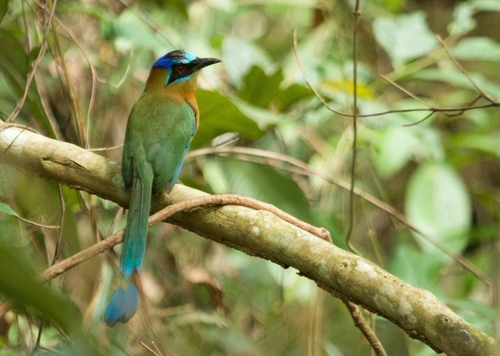 Amazonian Motmot (Momotus momota) · iNaturalist