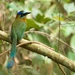 Amazonian Motmot - Photo (c) Will Sweet, some rights reserved (CC BY-NC), uploaded by Will Sweet