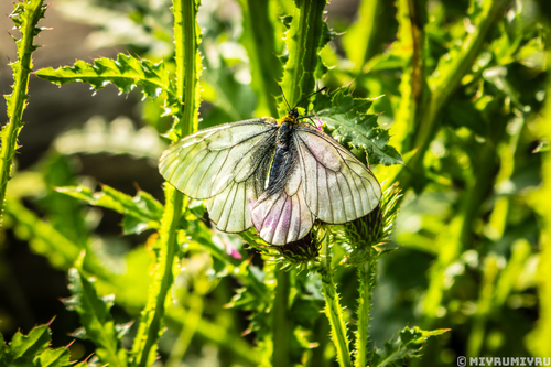 Parnassius stubbendorfii