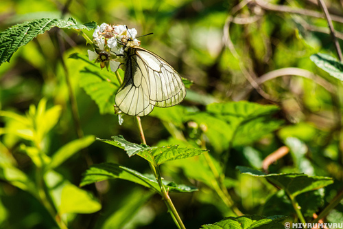 Parnassius stubbendorfii