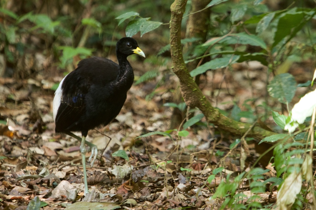 Pale-winged Trumpeter photo