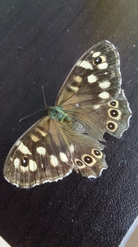Speckled Wood