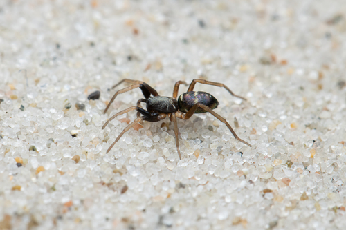 Glossy Ant-spider