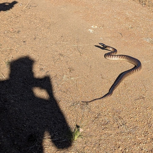 Black-headed Python sighting